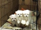 MALTESE TERRİER PAMUKÇU DOGHOUSE DA