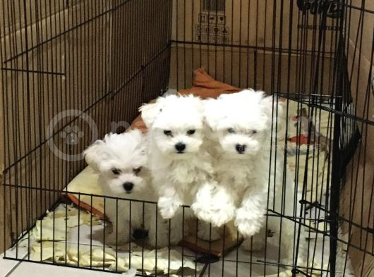 Maltese Terri̇er Pamukçu Doghouse Da