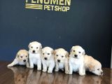 Baby Face Golden Retriewer Yavrulari Safkan Belgeli̇ Ankara