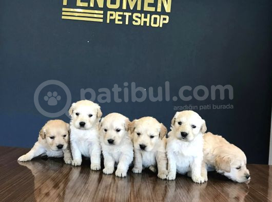 Baby Face Golden Retriewer Yavrulari Safkan Belgeli̇ Ankara görsel