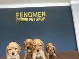 WC EGİTİMLİ AMERICAN COCKER YAVRULARIMIZ FENOMEN PETS