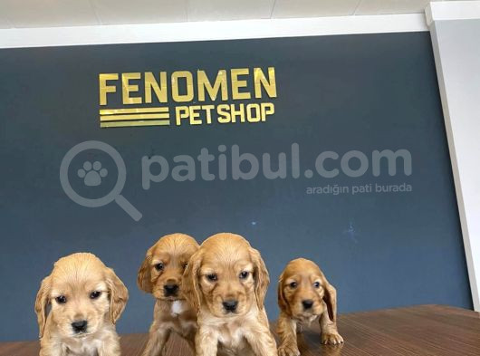 Wc Egi̇ti̇mli̇ American Cocker Yavrularimiz Fenomen Pets