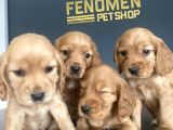 Wc Egi̇ti̇mli̇ American Cocker Yavrularimiz Fenomen Pets