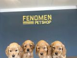 Wc Egi̇ti̇mli̇ American Cocker Yavrularimiz Fenomen Pets