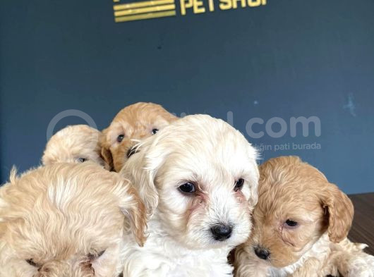 Hi̇poalerjeni̇k Malti̇poo Yavrularimiz Yasal İşletmeden görsel
