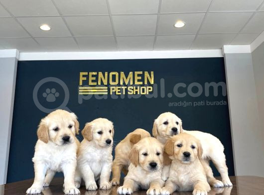 Baby Face Golden Retriewer Yavrulari Safkan Belgeli̇ Ankara görsel