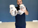 En Güzel British Shorthair Yavrularimiz Fenomen Pets Ankara