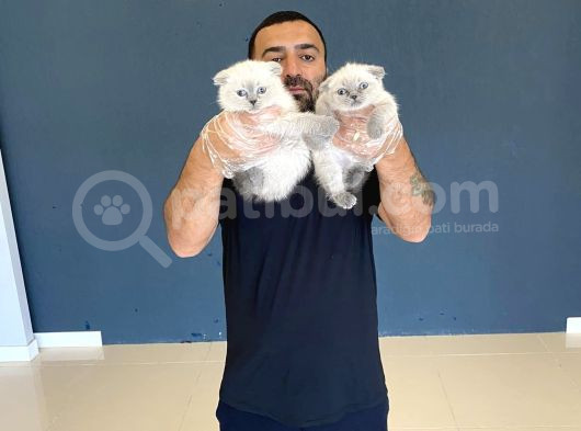 En Güzel British Shorthair Yavrularimiz Fenomen Pets Ankara görsel