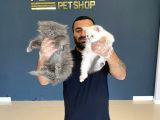 En Güzel British Shorthair Yavrularimiz Fenomen Pets Ankara