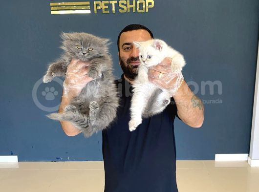 En Güzel British Shorthair Yavrularimiz Fenomen Pets Ankara görsel