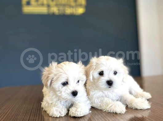 Efsane Kali̇te Maltese Terri̇er Yavrularimiz 0 Numara Ankara görsel