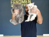 EN GÜZEL BRITISH SHORTHAIR YAVRULARIMIZ FENOMEN PETS ANKARA