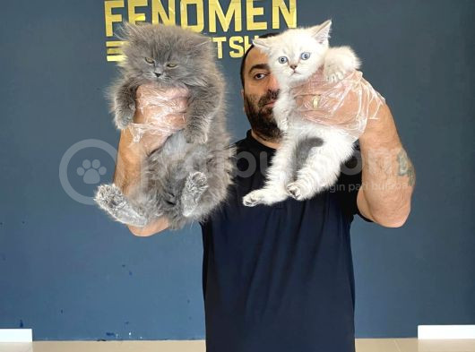 En Güzel British Shorthair Yavrularimiz Fenomen Pets Ankara