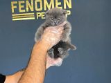 En Güzel British Shorthair Yavrularimiz Fenomen Pets Ankara
