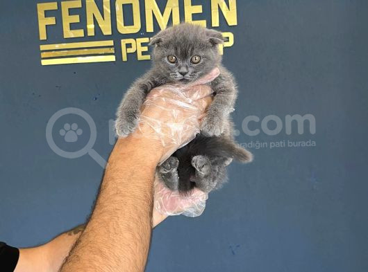 En Güzel British Shorthair Yavrularimiz Fenomen Pets Ankara görsel