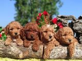 KÜT YÜZ TOY POODLE YAVRULARI