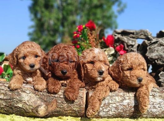 Küt Yüz Toy Poodle Yavrulari