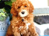 Sevimli yavrular puppy 0 boy MALTİPO EVCİLBEBEKLER 
