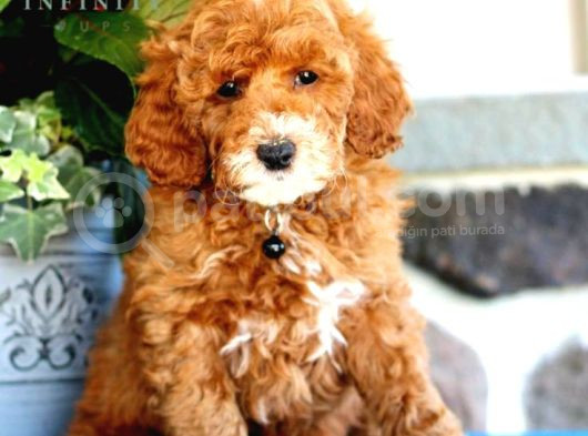 Sevimli yavrular puppy 0 boy MALTİPO EVCİLBEBEKLER 