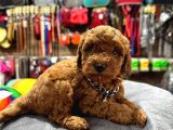SAFKAN TOY POODLE YAVRULAR