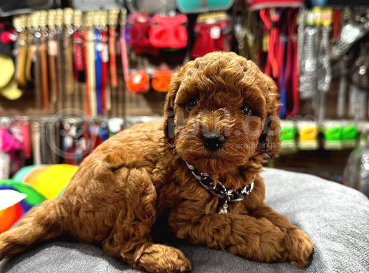 Safkan Toy Poodle Yavrular