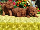Küt Yüz Toy Poodle Yavrulari