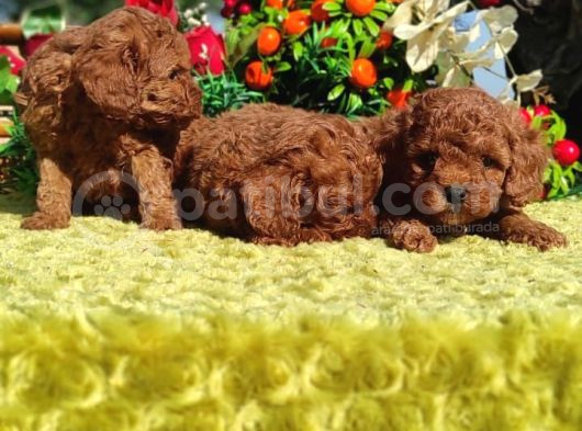 Küt Yüz Toy Poodle Yavrulari görsel