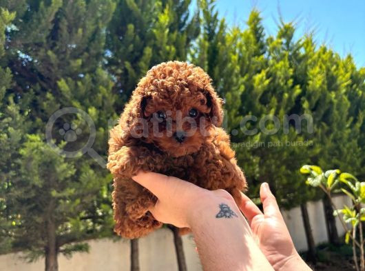 Redbrown Ev Doğum Bebeklerime Bakın görsel