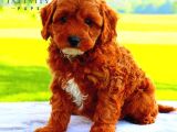 ev üretimi yavrularımız saf kan garantili TOOY POODLE 