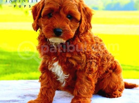 Ev Üretimi Yavrularımız Saf Kan Garantili Tooy Poodle 