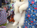 Pomeranian Boo Köpek Son 1 Hafta 25 Bi̇n Tl Tüm Eşyalariyla