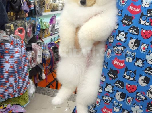 Pomeranian Boo Köpek Son 1 Hafta 25 Bi̇n Tl Tüm Eşyalariyla görsel