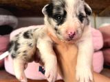 Border collie bebekler yeni yuvalarına gitmeye hazırlar