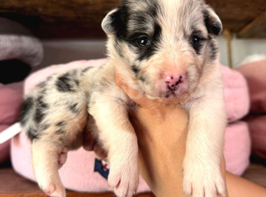 Border Collie Bebekler Yeni Yuvalarına Gitmeye Hazırlar