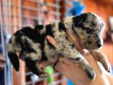 Border Collie Bebekler Yeni Yuvalarına Gitmeye Hazırlar