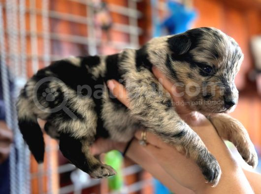 Border Collie Bebekler Yeni Yuvalarına Gitmeye Hazırlar görsel