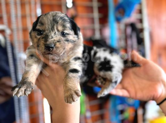 Border Collie Bebekler Yeni Yuvalarına Gitmeye Hazırlar görsel