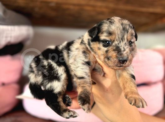 Border Collie Bebekler Yeni Yuvalarına Gitmeye Hazırlar görsel