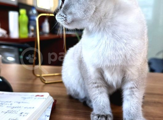 Dünya Güzeli̇ Kizlarim görsel