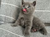 SAF IRK BRİTİSH SHORTHAİR BEBEK