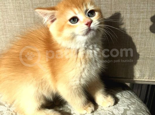 A Kalite Bri̇ti̇sh Shorthai̇r Golden  Yavrular görsel