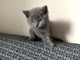 Saf Irk Bri̇ti̇sh Shorthai̇r Bebek