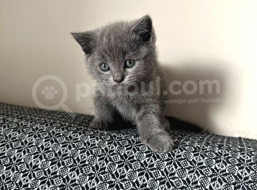 Saf Irk Bri̇ti̇sh Shorthai̇r Bebek görsel