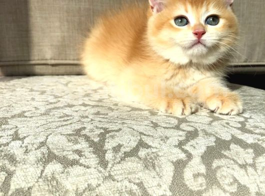 A Kalite Bri̇ti̇sh Shorthai̇r Golden  Yavrular