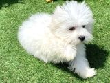 0 Numr Maltese Terrier Kızımız