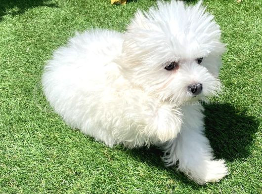 0 Numr Maltese Terrier Kızımız görsel