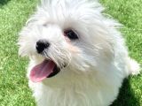 0 Numr Maltese Terrier Kızımız