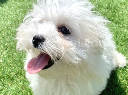 0 Numr Maltese Terrier Kızımız görsel