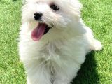 0 Numr Maltese Terrier Kızımız