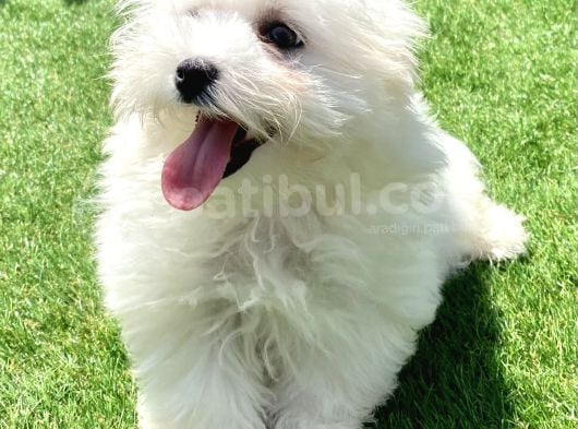 0 Numr Maltese Terrier Kızımız görsel